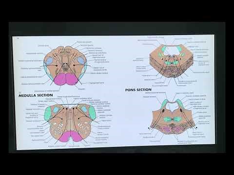 CNS Development Part 2/ Development of Nervous system/ Embryology of Nervous system