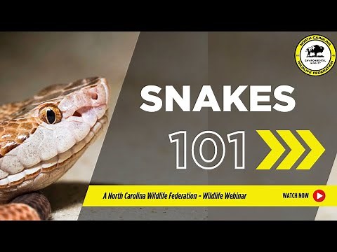 Snakes 101 - North Carolina Wildlife Federation