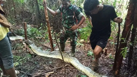 Woman eaten by 30ft python as husband finds her 'head first in snake's mouth'