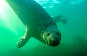 Wild grey seal caught ‘clapping’ on camera for the first time
