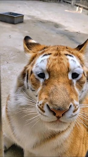Funny Tiger Compilation | Cute Tiger Moments