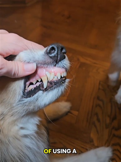 Baby Sheltie's First Toothbrushing Experience