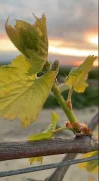 Can You Identify the Variety by the Second Leaf?