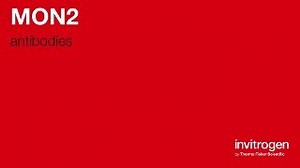 MON2 antibodies from Thermo Fisher Scientific