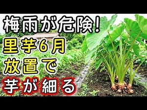 【 99％の家庭菜園が知らない 】【里芋】梅雨だからこそ危険！6月にやらないと葉が弱り芋が育ちにくくなります【里芋栽培】【6月の管理】【家庭菜園】