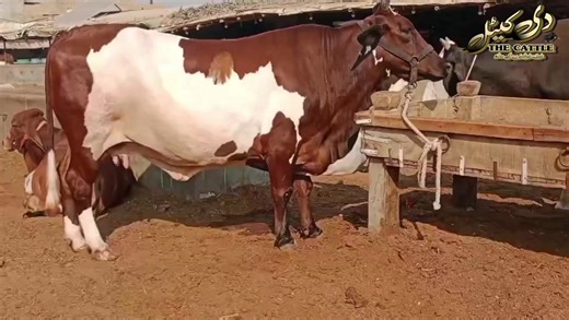 New Breeding Techniques for Bhraman Cattle