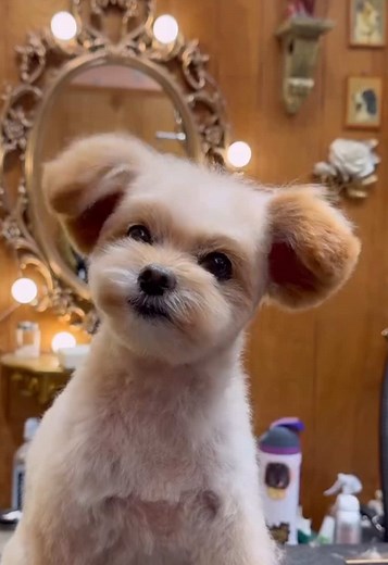 Dog Grooming Tips for Your Yorkie Terrier Mix