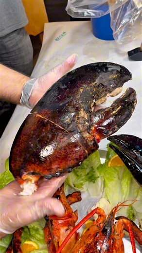 The biggest lobster we’ve ever eaten!! #lobster #seafood #seafoodboil #viral #food #viralfood #omg #foryoupage #fyp #explorepage #lobsterlover #seafoodlover #foodie #lobsterclaw #lobstertail | Dongkyuverymuch