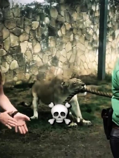 Tiger In Tug-Of-War VS Lion ☠️ #edit #tiger #lion #zoo #editz #fyp #animallovers