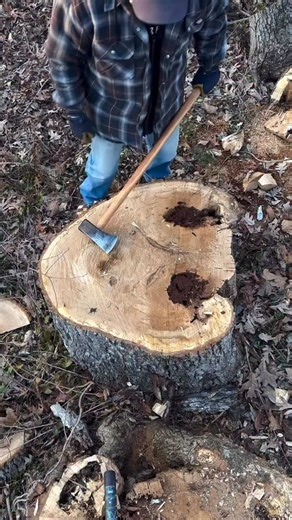 Ol’ No. 7 Splitting Maul Splitting up the first large round off the stump. Originally three trees in one trunk. | Council Tool