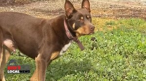 12K views · 153 reactions | WORKING DOG CHALLENGE Next month Australia will host its annual Cobber Challenge, welcoming dogs from across the country and New Zealand to compete for the title of best working dog. They'll be tracked on how far, fast and long they can work over a three week period. | 7NEWS Regional WA | Facebook