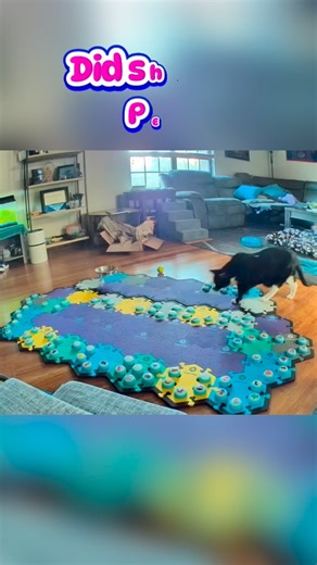 Julie on Instagram: "Trouble uses her Assisi Loop from @assisianimalhealth twice a day in between her therapy appointments at @vetmedflorida . Over the last few days she’s been limping on her front left leg so we’ve been using the loop for that as well. She sits on my lap while I eat breakfast and I put the loop over her hips or paws. I hadn’t started it yet this morning so I think she was giving me a reminder! 🤯 She’s soooo smart! 🖤🤍🖤 @fluentpet #cat #catsofinstagram #talkingcat"