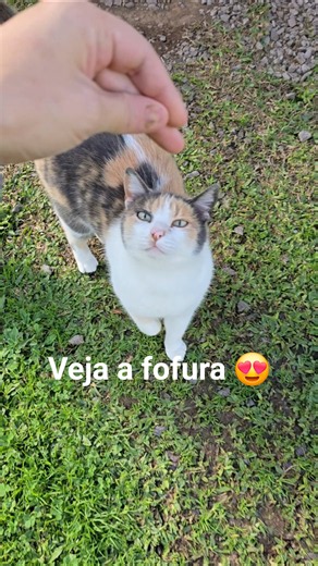Gato Gordo 😂 Gata mãe e o gordinho, são bonitos, gosta deles? vc ama animais? se sim de like🙏