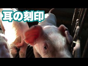 【As you can see from this piggery】Stamped on the piglet's ear