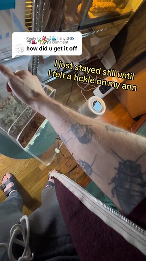 Replying to @🦑🐋🐳 fishy:3🐟🦈🐙/🌴🌈| Ever been relieved from feeling a spider crawling down your arm? • #bugtok #entomology #spider #nature #huntsmanspider #heteropoda #heteropodamaxima