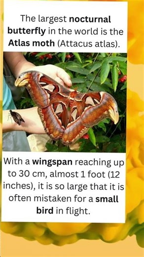 This “Butterfly” Is So Big It Looks Like a Bird