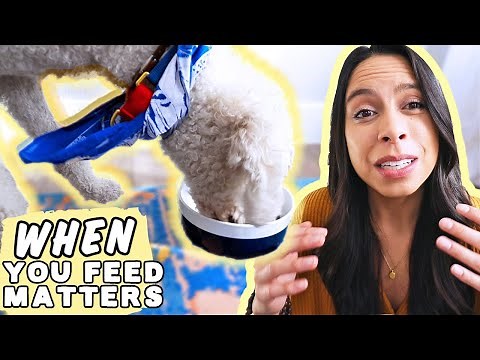 HOW TO FEED A DOG OR PUPPY CORRECTLY 🐶 How many times a day you should feed your dog