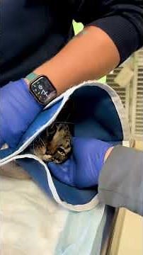 Drawing Blood from a Cat #vettech #vettechlife #vetmed #vetmedlife #blooddraw #petcare #hospitalist