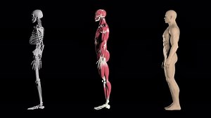 3D Human Anatomy Models: Skeleton, Muscles, and Full Body Rotation