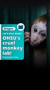 13K views · 1.5K reactions | Oregon Health and Science University should close its primate facility before merging with Legacy Health. Urge Oregon officials to: ✅ End costly and unethical primate experiments ✅ Shift focus to human-relevant research methods ✅ Prioritize clinical studies, human tissues, and cell cultures These approaches yield better results for patients than primate testing. Sign the petition now! | Physicians Committee for Responsible Medicine | Facebook