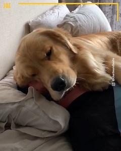 74K views · 1.2K reactions | He just wants to feel the love  | Comedy JOE | Facebook