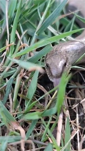 Where did it go? Slow worm finds a hidden tunnel!