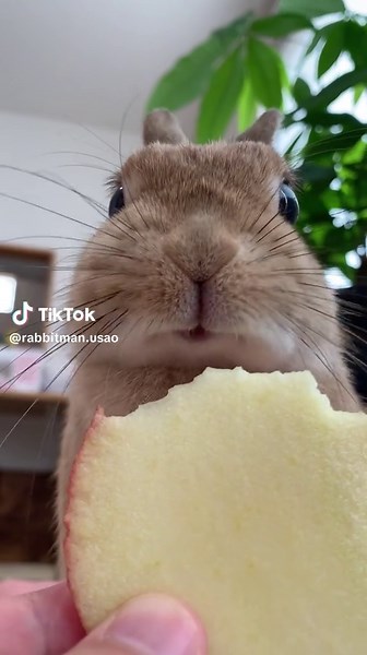 うさぎのリンゴ食べる音 ASMR | 咀嚼音