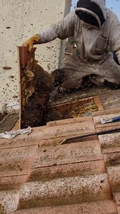 263K views · 4.6K reactions | 60k Bees EXPLODE out of Their Roof! 勞 #savethebees #beekeeper #beekeeping #bee #animal #rescue #bugs #insects #roofing #roofer #construction #safetyfirst #contractor #interesting #pestcontrol #ceiling | Mr. Mrs. Bee Rescue | Facebook