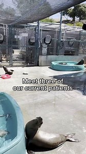 42 reactions |  Big welcome to our thousands of new followers! Thank you for making our wildlife hospital famous. Meet three of our current patients and learn about why we mix species in the same pen! Comment your questions and we’ll make a video on them. Welcome to the MMCC Family! 殺 | Marine Mammal Care Center Los Angeles | Facebook