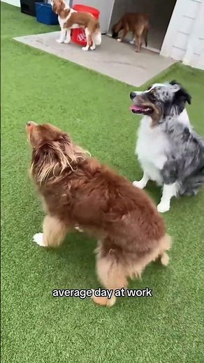 Funniest pets moments