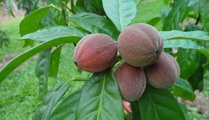 Promising ‘cancer-cure’ berries taken off sale for fear of toxic home remedy poisoning