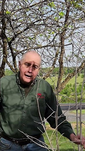 hibiscus pruning, remove plant stalks early spring #gardening