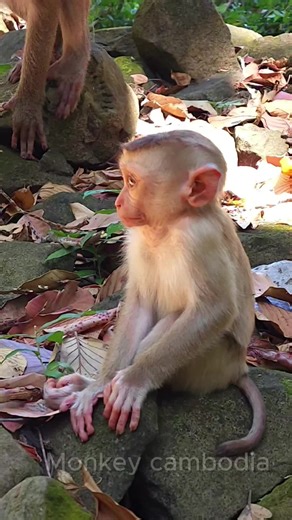 Poor baby Jaccee so hurt on leg🐒🍼❤️#baby #wildlife #real #animals