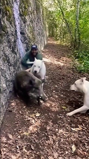 Boar VS Dogo : Wild Boar Shattered His KNEE!💀