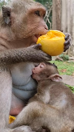 501K views · 5.2K reactions | Best mom Jinx good care baby Jett#monkey #feeding #feedinganimals #virals #cutemonkey | Monkey Care | Facebook