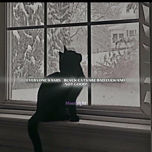 i love black cats they are pretty 🤍😭!#fypシ゚viral #asethicedits #blackcat#nocopyright#edit #100k