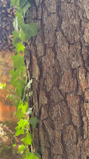 19K views · 8.3K reactions | The first five trolls have already settled in at Dix Park, and two more are now being built — seven in total. Each troll carries a medallion with a secret troll alphabet letter… Once all seven are complete, you can collect the symbols and use Troll Map to find The Grandmother Tree ❤️ #ThomasDambo #DamboTrolls #WasteNoMore #TheGrandmotherTree #Trailofa1000trolls | Thomas Dambo | Facebook