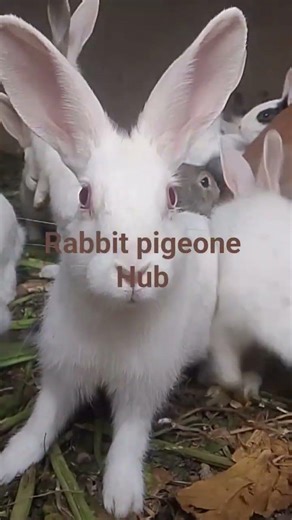 Cute Rabbits Playing Together 🐰 | Funny Bunny Moments | خرگوشوں کی پیاری ویڈیو #love #live