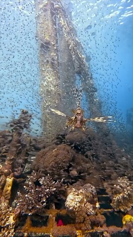 Joseph Leverton on Instagram: "Curious little lionfish! Devil Lionfish (Pterois miles) 🐠🤿 Pterois miles, the devil firefish or common lionfish, is a species of ray-finned fish native to the western Indo-Pacific region. It is frequently confused with its close relative, the red lionfish. The scientific name is from Greek pteron, meaning “wing”, and Latin miles, meaning “soldier”. The common lionfish grows up to 35 cm (14 in) in length. The dorsal fin has 13 long, strong spines and 9-11 soft ray