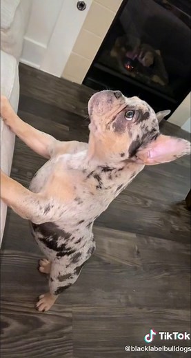 Adorable BlackLabelBulldogs French Bulldog Puppy Compilation