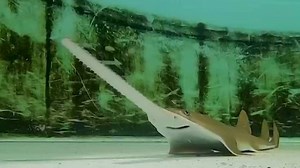 SeaWorld Orlando announces birth of 3 smalltooth sawfish pups