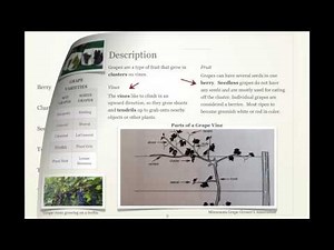 Non-fiction Text Features