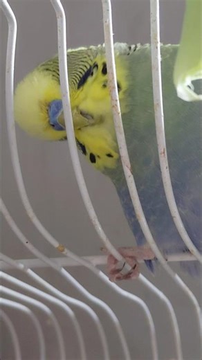 Funny parakeet positions