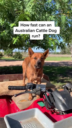 World's Fastest Australian Cattle Dog Running
