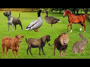 Calm Animal Sounds in Nature | Real Life Farm & Wild Animals | Cow, sheep, horse, dog