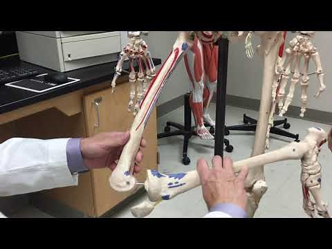 Sartorius Muscle - Origin, Insertion, & Action
