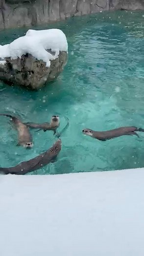 Did you know…? North American River Otters have some of the densest fur of the animal world; they can have up to 373,000 hairs per square inch! In comparison, humans have around 1,250 hairs per square inch on our heads. 🦦 The main purpose of having SO much fur is to prevent the otter from getting wet as well as insulating them from cold temperatures! ❄️ #bearizona #wildlifepark #snow #otter | Bearizona