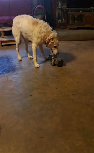 Service Dog retrieving training