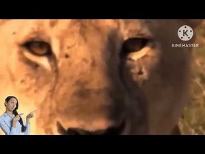 WILD Crocodile Fights Caught on Camera! #animalfight