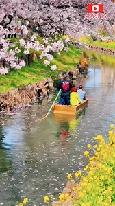 POPULAR SAKURA SPOT JAPAN Walks #follow #cherryblossoms #sakura #japan | JAPAN Walks